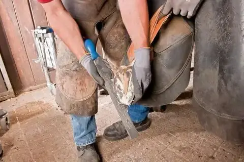 185481-pferd-847008-fh-6-1-02