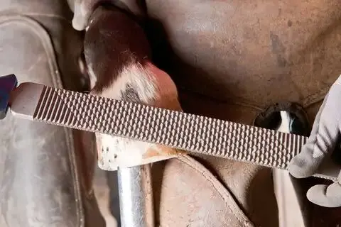 185481-pferd-847008-fh-6-1-03