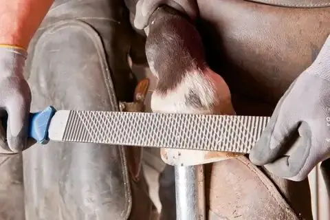 185481-pferd-847008-fh-6-1-04